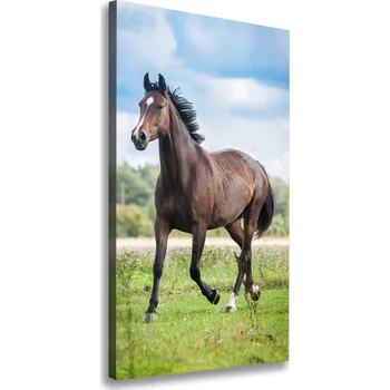 Obraz Vertikální Vertikální Foto obraz na plátně do obýváku Kůň na poli