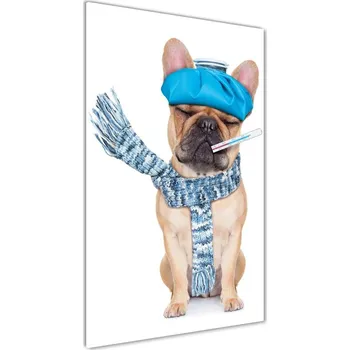 Obraz Vertikální Foto obraz sklo tvrzené Nemocný pes