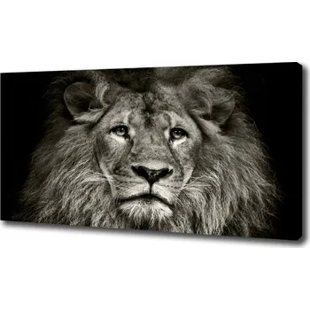 Obraz Foto obraz na plátně Lev