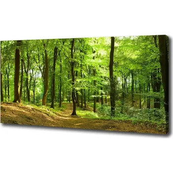 Obraz Foto obraz na plátně Lesní stezka