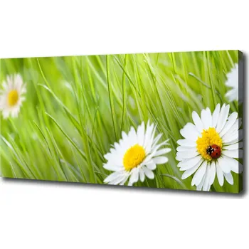 Obraz Foto obraz na plátně Sedmikrásky