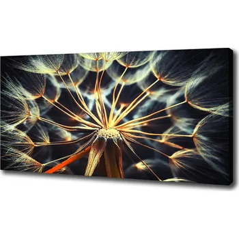 Obraz Foto obraz na plátně Pampelišky