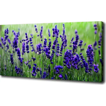 Obraz Foto obraz na plátně do obýváku Levandule