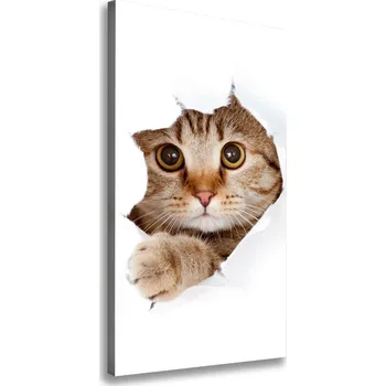 Obraz Vertikální Foto obraz canvas Kocour