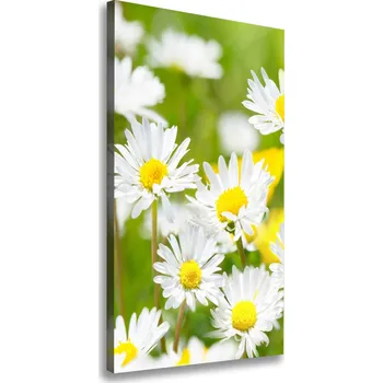 Obraz Vertikální Vertikální Foto obraz na plátně do obýváku Sedmikrásky