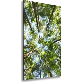 Obraz Vertikální Foto obraz canvas Koruna stromů