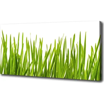 Obraz Foto obraz na plátně Tráva