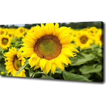 Obraz Foto obraz na plátně Pole slunečníků