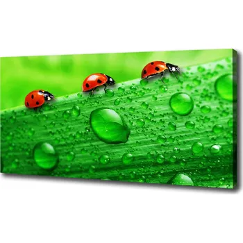 Obraz Foto obraz na plátně Berušky na trávě