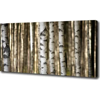 Obraz Moderní obraz canvas na rámu Břízy