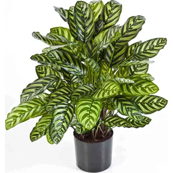 umělá květina Calathea umělá V 80 cm
