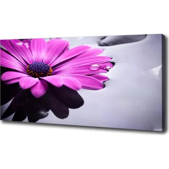 Obraz Foto obraz na plátně Gerbera