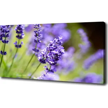 Obraz Foto-obraz canvas do obýváku Levandule