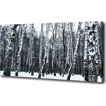 Obraz Foto obraz na plátně Břízy zima