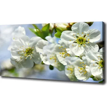 Obraz Foto obraz na plátně Květ višně