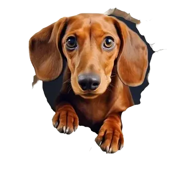 samolepka Vinylová samolepka - jezevčík III (8,0 cm)