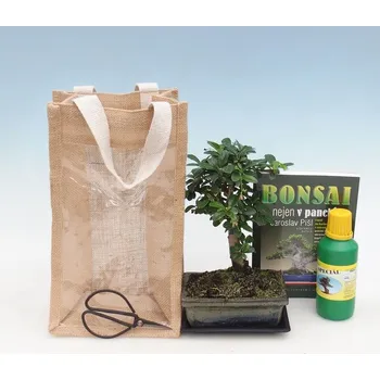 Pokojová bonsai v dárkové tašce - JUTA Carmona-čaj fuki 139523