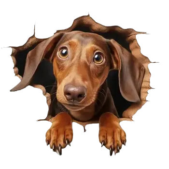 Samolepící dekorace Vinylová samolepka - jezevčík IV (8,0 cm)