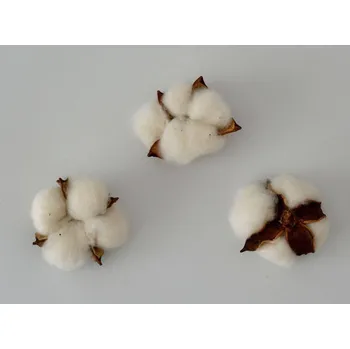 umělá květina Sušený květ Bavlníku 1 ks