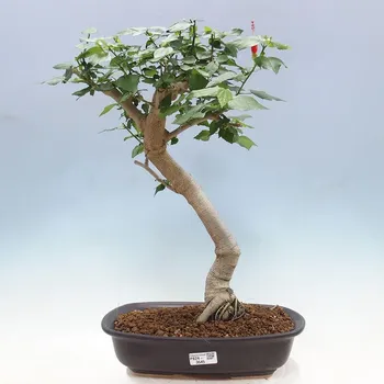 e-bonsai Pokojová bonsai - Malvaviscus arboreus - ibiškovec dřevnatý + kniha SUISEKI Zdarma 152334 Bonsai