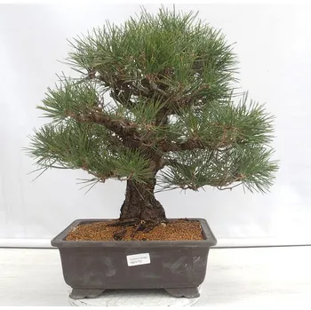 Venkovní bonsai - Pinus thunbergii - Borovice thunbergova 144716