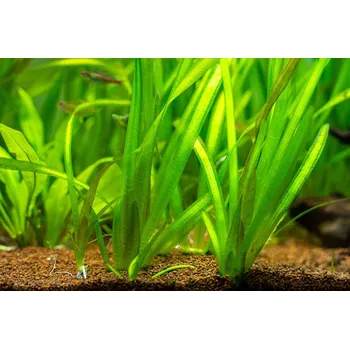 Akvaristika Vallisneria natans (Svazek Ø 2,5 cm)