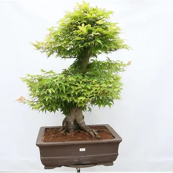 Venkovní bonsai - Javor dlanitolistý - Acer palmatum - POUZE PALETOVÁ PŘEPRAVA 135444