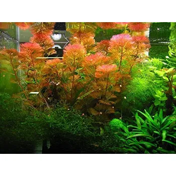 Akvaristika Cabomba piauhyensis (Svazek Ø 2,5 cm)