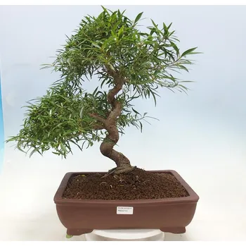e-bonsai Pokojová bonsai - Ficus nerifolia - malolistý fíkus 137523 dekorace