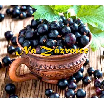 Sazenice Rybíz černý Ben Lomond KEŘ