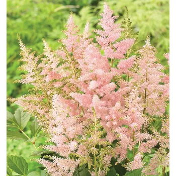 Sazenice Čechrava japonská ´EUROPA´, kont. 1,5 l