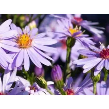 Sazenice Hvězdnice vřesovcová 'Blue Star' - Aster ericoides 'Blue Star' Balení: kontejner C2