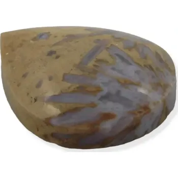 Drahý kámen Zkamenělý korál s chalcedonem