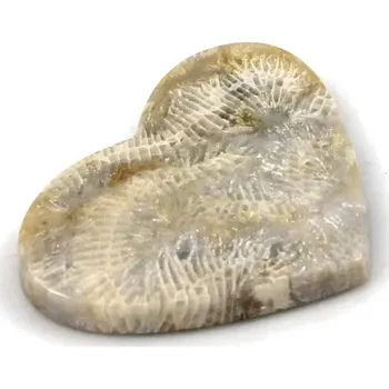 Drahý kámen Fosilní korál srdce