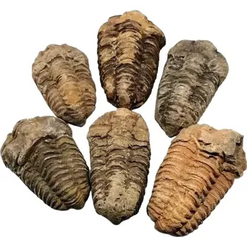 Bonbon Fosilie trilobita Calymene – originální zkamenělina o váze 60–89 g
