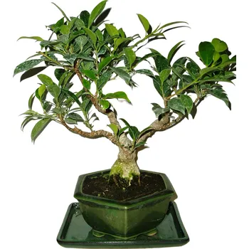 Sazenice Ficus retusa - fíkovník - bonsaj 646