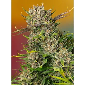 Semeno Sweet Seeds Papaya Zoap Auto Balení: 5+2ks