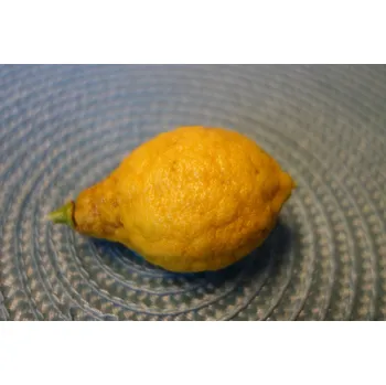 Sazenice Citrus unshiu x YUZU - mandarinka x yuzu