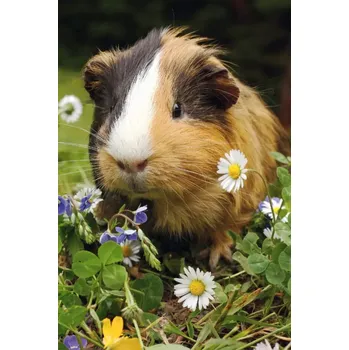 Puzzle DINO Puzzle Zvířátka - Morče 54 dílků