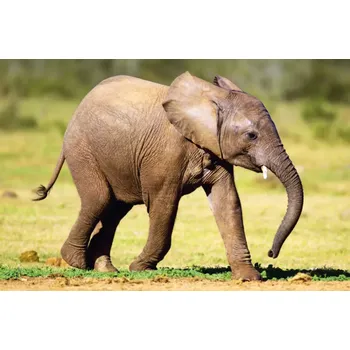 Hračka DINO Puzzle Zvířátka - Slůně 54 dílků