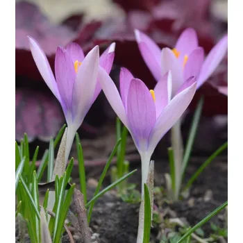 Cibulovina Krokus Roseus Crocus Tommasinianus 3 ks