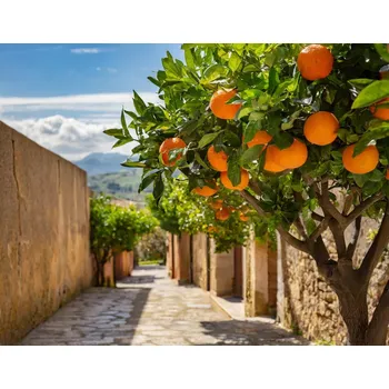 Sicilský pomeranč - vonný olej 500 ml