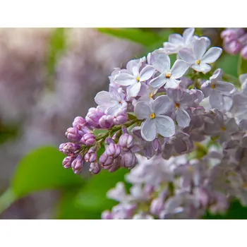 Francouzský šeřík - vonný olej 10 ml