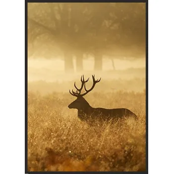 Obraz OBRAZ PLAKÁT V RÁMU 53x73 cm Zlatý Jelen Pio P661