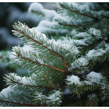 Zasněžené jehličí - vonný olej 10 ml