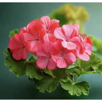 Pelargonie - vonný olej 10 ml