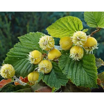 Lemon Hazel - vonný olej 10 ml