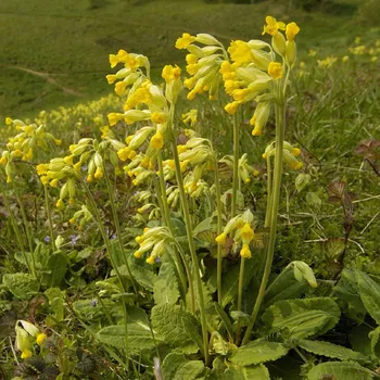 Semeno Prvosenka jarní Primula Veris 50 ks