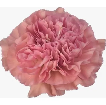 umělá květina Preparované karafiáty růžové 10 ks