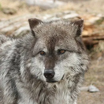 Vladimír Zajíc: Vlčpanna Audiokniha